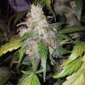 семена конопли в фирменной упаковке Auto White Widow feminised Pyramid Seeds семена конопли в фирменной упаковке Auto White Widow feminised Pyramid Seeds