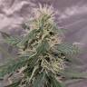 семена конопли курьером Auto White Widow feminised Royal Queen семена конопли курьером Auto White Widow feminised Royal Queen