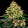Семена Auto Skywalker feminised Ganja Seeds Семена Auto Skywalker feminised Ganja Seeds
