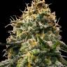 Auto Skywalker feminised Ganja Seeds Auto Skywalker feminised Ganja Seeds