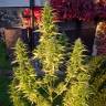 Auto Orange Bud feminised Dutch Passion Seeds Auto Orange Bud feminised Dutch Passion Seeds