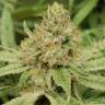 семена конопли курьером Peyote Critical feminised Barneys Farm семена конопли курьером Peyote Critical feminised Barneys Farm