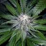 семена конопли для курения OG LA Affie feminised DNA Genetics семена конопли для курения OG LA Affie feminised DNA Genetics