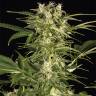 семена конопли курьером Auto Lemon Juice Express feminised Humboldt Seeds семена конопли курьером Auto Lemon Juice Express feminised Humboldt Seeds
