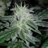 семена индийской конопли Auto Lemon Juice Express feminised Humboldt Seeds семена индийской конопли Auto Lemon Juice Express feminised Humboldt Seeds