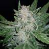семена конопли в России Auto Lemon Juice Express feminised Humboldt Seeds семена конопли в России Auto Lemon Juice Express feminised Humboldt Seeds