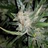 конопля семена сорта заказать Auto Lemon Juice Express feminised Humboldt Seeds конопля семена сорта заказать Auto Lemon Juice Express feminised Humboldt Seeds