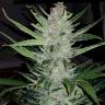 семена культурной конопли купить Auto Lemon Juice Express feminised Humboldt Seeds семена культурной конопли купить Auto Lemon Juice Express feminised Humboldt Seeds
