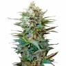 Семена конопли Auto Big Devil XL feminised Ganja Seeds Семена конопли Auto Big Devil XL feminised Ganja Seeds