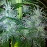 Satori regular Ganja Seeds Satori regular Ganja Seeds