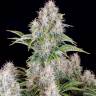 Auto Sugar GOM feminised Ganja Seeds Auto Sugar GOM feminised Ganja Seeds