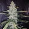 Auto Ultimate feminised Dutch Passion Seeds Auto Ultimate feminised Dutch Passion Seeds
