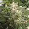 Auto AK 47 feminised Breeders Community Seeds Auto AK 47 feminised Breeders Community Seeds