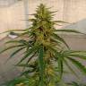 заказать качественные семена конопли Auto Lennon regular заказать качественные семена конопли Auto Lennon regular
