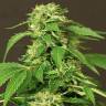 заказ семян конопли Exotic Thai feminised Exotic Seed заказ семян конопли Exotic Thai feminised Exotic Seed