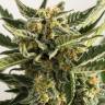 семена конопли для посадки купить Auto Lost Coast Skunk feminised Humboldt Seeds семена конопли для посадки купить Auto Lost Coast Skunk feminised Humboldt Seeds