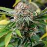 семена конопли индика Auto Lost Coast Skunk feminised Humboldt Seeds семена конопли индика Auto Lost Coast Skunk feminised Humboldt Seeds