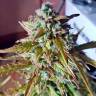семена конопли для курения Auto Lost Coast Skunk feminised Humboldt Seeds семена конопли для курения Auto Lost Coast Skunk feminised Humboldt Seeds