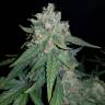 семена конопли дешево Auto Sweet Trainwreck feminised Sweet Seeds