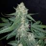 мощные семена конопли Auto Sweet Trainwreck feminised Sweet Seeds