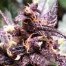 Семена конопли Auto Devil Cream feminised Ganja Seeds Семена конопли Auto Devil Cream feminised Ganja Seeds