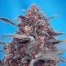 Недорогие семена конопли Auto Devil Cream feminised Ganja Seeds Недорогие семена конопли Auto Devil Cream feminised Ganja Seeds