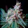 Семена конопли Cream Caramel feminised Ganja Seeds Fast Version Семена конопли Cream Caramel feminised Ganja Seeds Fast Version