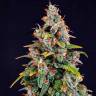 Auto Watermelon Zkittlez feminised Ganja Seeds Auto Watermelon Zkittlez feminised Ganja Seeds