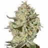 семена индийской конопли Big Bang feminised Green House Seeds семена индийской конопли Big Bang feminised Green House Seeds