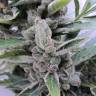 Auto Amnesia feminised Breeders Community Seeds