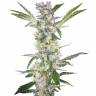 мощные семена конопли Pink Kush feminised Barneys Farm мощные семена конопли Pink Kush feminised Barneys Farm