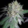 семена конопли с доставкой Pink Kush feminised Barneys Farm семена конопли с доставкой Pink Kush feminised Barneys Farm
