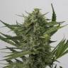 семена конопли аутдор Auto OG Kush feminised Humboldt Seeds семена конопли аутдор Auto OG Kush feminised Humboldt Seeds