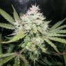 семена конопли марихуаны Auto OG Kush feminised Humboldt Seeds семена конопли марихуаны Auto OG Kush feminised Humboldt Seeds