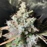 семена конопли в интернете Auto OG Kush feminised Humboldt Seeds семена конопли в интернете Auto OG Kush feminised Humboldt Seeds