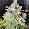 семена конопли скороспелый купить Auto OG Kush feminised Humboldt Seeds семена конопли скороспелый купить Auto OG Kush feminised Humboldt Seeds