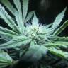 семена конопли дешево Auto OG Kush feminised Humboldt Seeds семена конопли дешево Auto OG Kush feminised Humboldt Seeds