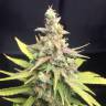 заказ семян конопли Спб Auto Whiteberry feminised Paradise Seeds
