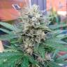 Семена марихуаны Auto Blue Mazar feminised Ganja Seeds Семена марихуаны Auto Blue Mazar feminised Ganja Seeds