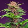 Auto Mimosa Bruce Banner XL feminised Ganja Seeds Auto Mimosa Bruce Banner XL feminised Ganja Seeds