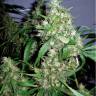 семена конопли курьером Auto Lowryder regular семена конопли курьером Auto Lowryder regular