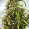 семена сортовой конопли Auto Lowryder regular семена сортовой конопли Auto Lowryder regular