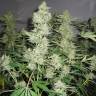 качественные семена конопли Skunk x Great White Shark feminised качественные семена конопли Skunk x Great White Shark feminised