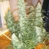 Auto Xtreme feminised Dutch Passion Seeds Auto Xtreme feminised Dutch Passion Seeds