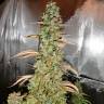 Auto Xtreme feminised Dutch Passion Seeds Auto Xtreme feminised Dutch Passion Seeds