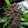 Auto Blueberry feminised Breeders Community Seeds Auto Blueberry feminised Breeders Community Seeds