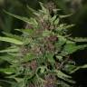 Auto Blueberry feminised Breeders Community Seeds Auto Blueberry feminised Breeders Community Seeds