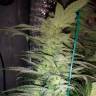 семена конопли Alexandriya regular Ganja Seeds