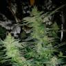 регулярные семена конопли Alexandriya regular Ganja Seeds