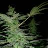 семена конопли в оригинальных упаковках Alexandriya regular Ganja Seeds